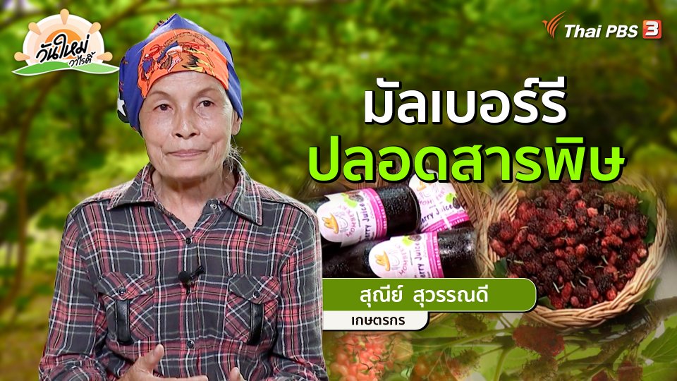 พอดีพอเพียง : "มัลเบอร์รี" ปลอดสารพิษ