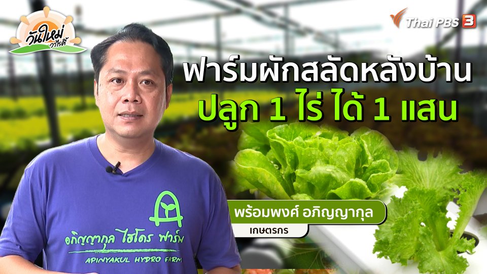 พอดีพอเพียง : ฟาร์มผักสลัดหลังบ้าน ปลูก 1 ไร่ ได้ 1 แสน