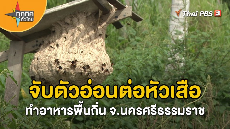 วิถีทั่วไทย : จับตัวอ่อนต่อหัวเสือทำอาหารพื้นถิ่น จ.นครศรีธรรมราช