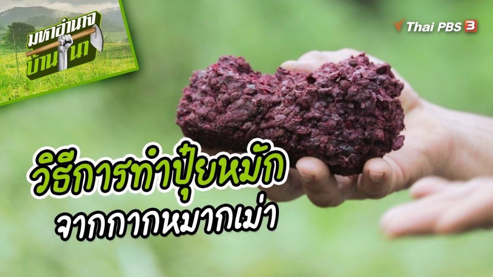 สูตรลับฉบับบ้านนา : วิธีการทำปุ๋ยหมักจากกากหมากเม่า
