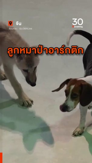 ลูกหมาป่าอาร์กติกโคลนนิง