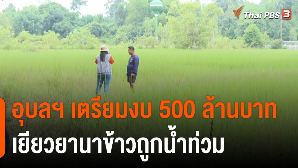 อุบลฯ เตรียมงบ 500 ล้านบาท เยียวยานาข้าวถูกน้ำท่วม
