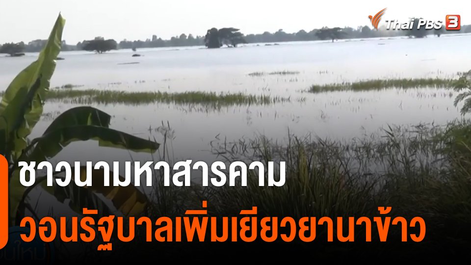 ชาวนามหาสารคาม วอนรัฐบาลเพิ่มเยียวยานาข้าว