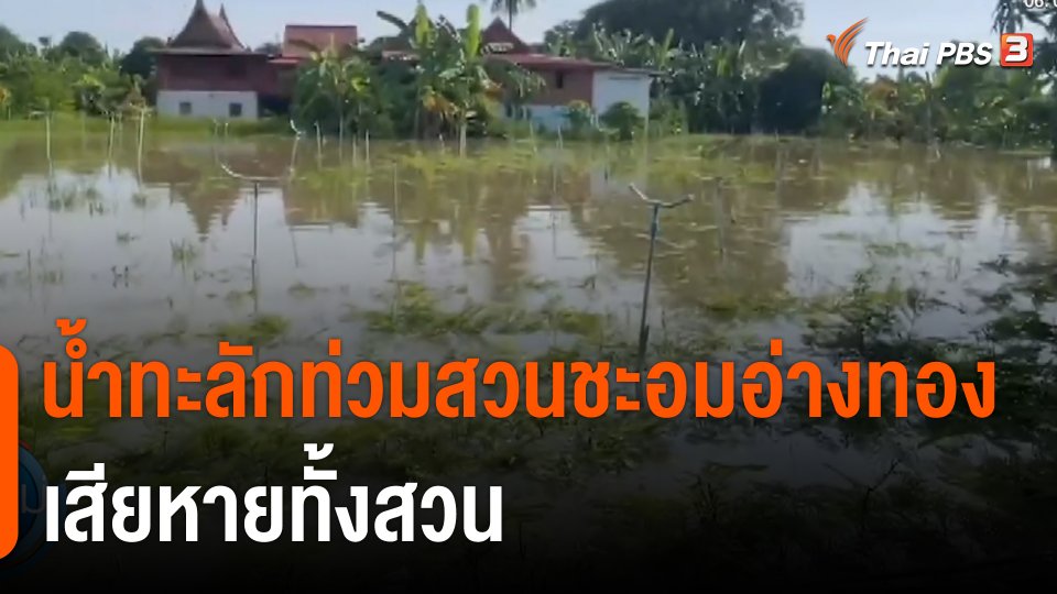 กินอยู่รู้รอบ : น้ำทะลักท่วมสวนชะอม จ.อ่างทอง เสียหายทั้งสวน