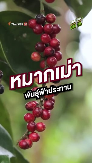 หมากเม่า พันธุ์ฟ้าประทาน