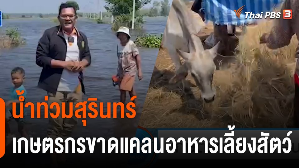 C-Site Focus : น้ำท่วมสุรินทร์ เกษตรกรขาดแคลนอาหารเลี้ยงสัตว์