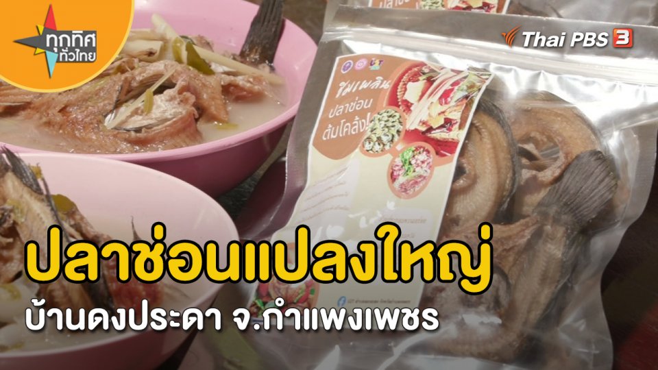 อาชีพทั่วไทย : ปลาช่อนแปลงใหญ่บ้านดงประดา จ.กำแพงเพชร
