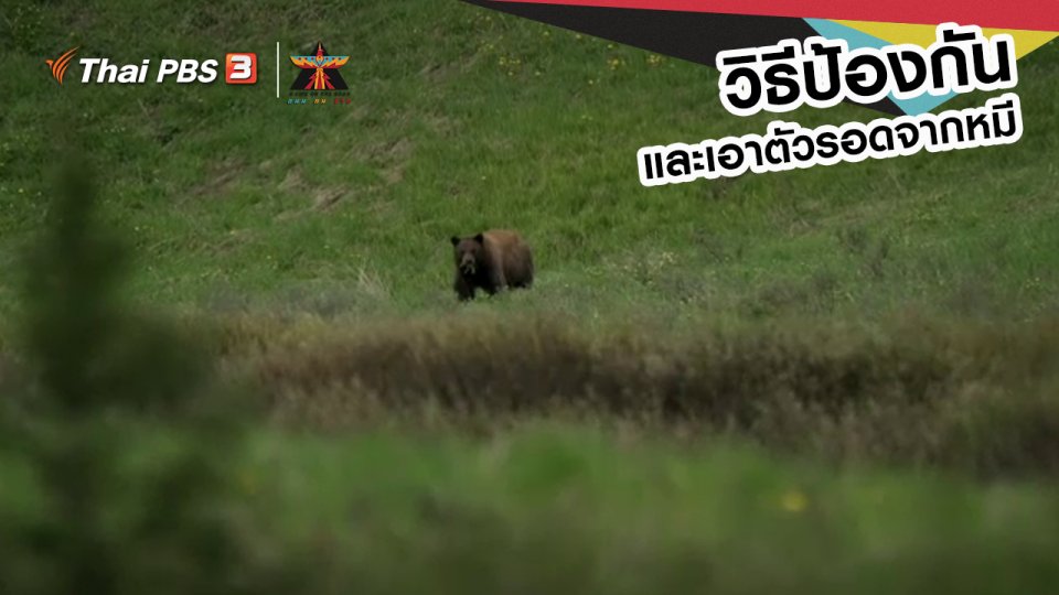 ​เรื่องเล่าการเดินทาง : วิธีป้องกันและเอาตัวรอดจากหมี