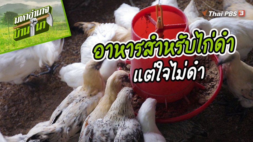 สูตรลับฉบับบ้านนา : อาหารสำหรับไก่ดำแต่ใจไม่ดำ