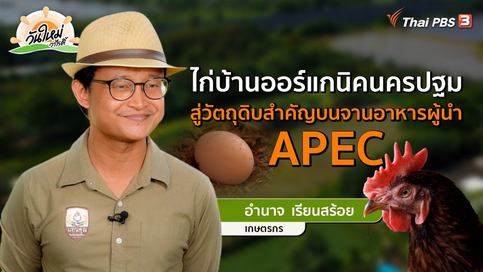 พอดีพอเพียง : ไก่บ้านออร์แกนิกนครปฐม สู่วัตถุดิบอาหารผู้นำ APEC