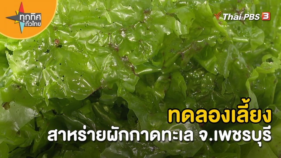 อาชีพทั่วไทย : ทดลองเลี้ยงสาหร่ายผักกาดทะเล จ.เพชรบุรี