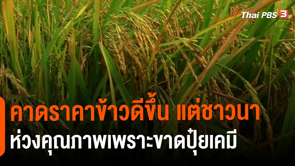 ​กินอยู่รู้รอบ : คาดราคาข้าวดีขึ้น แต่ชาวนาห่วงคุณภาพเพราะขาดปุ๋ยเคมี