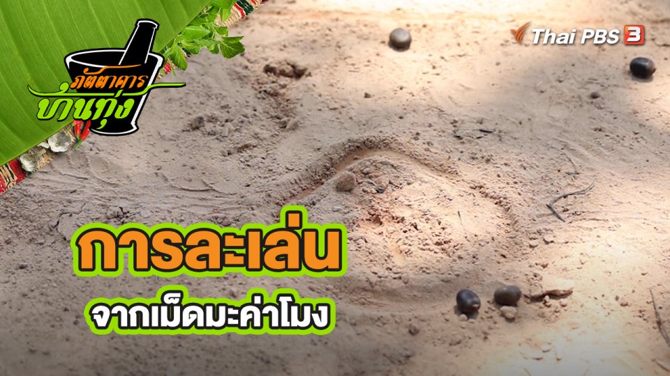 คลิปบ้านทุ่ง : การละเล่นจากเม็ดมะค่าโมง