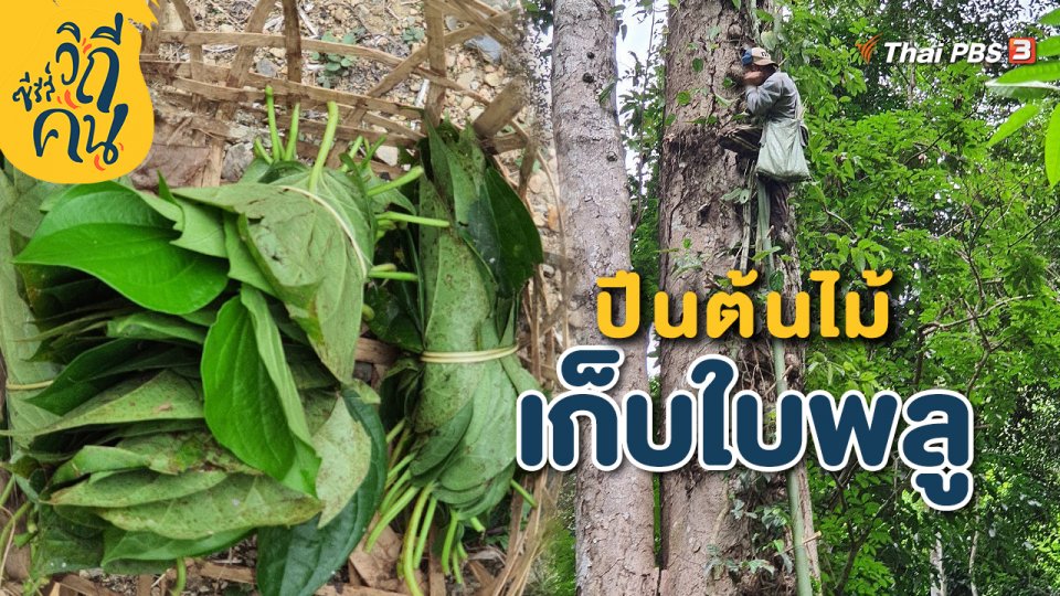 ปีนต้นไม้เก็บใบพลู
