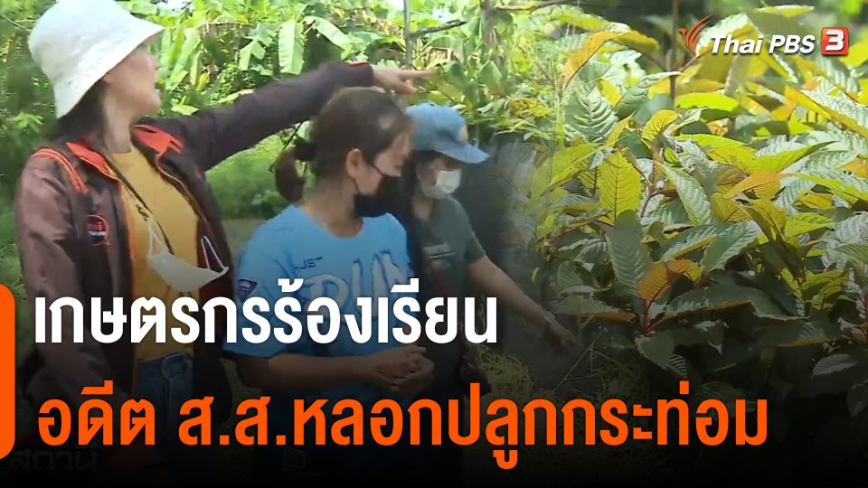 สถานีร้องเรียน : เกษตรกรร้อง ! อดีต ส.ส.หลอกปลูกต้นกระท่อม เสียหายกว่า 200 ล้านบาท จ.ชุมพร