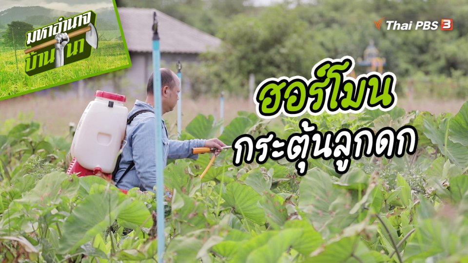 สูตรลับฉบับบ้านนา : ฮอร์โมนกระตุ้นลูกดก