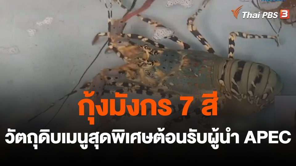 ​สีสันวาไรตี้ : กุ้งมังกร 7 สี วัตถุดิบเมนูสุดพิเศษต้อนรับผู้นำ APEC