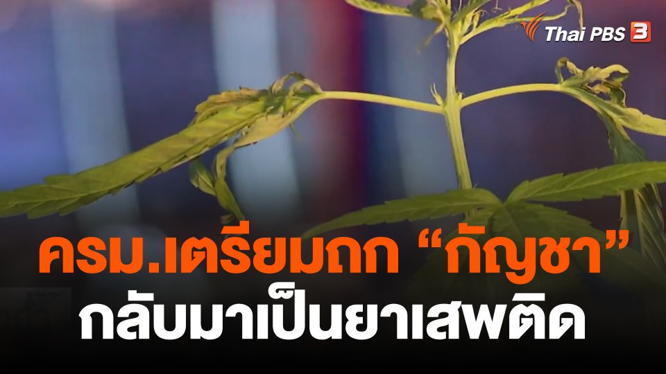 ครม.เตรียมถก "กัญชา" กลับมาเป็นยาเสพติด