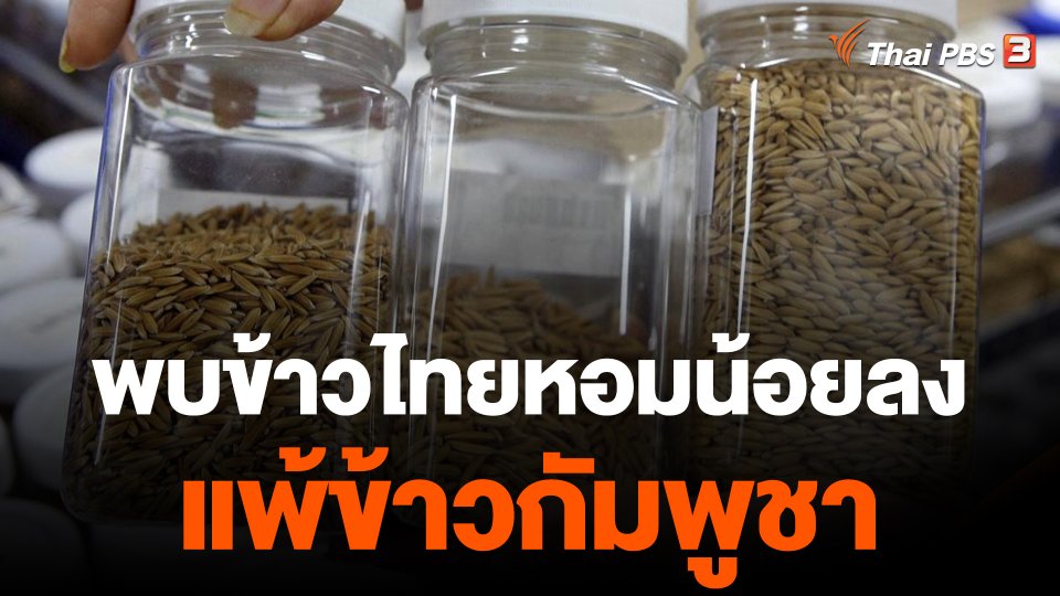 ข้าวไทยพ่ายข้าวกัมพูชา เพราะ "หอมน้อยกว่า"