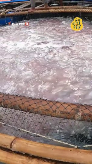 กว่าจะเป็นแมงกะพรุนที่เรากิน!