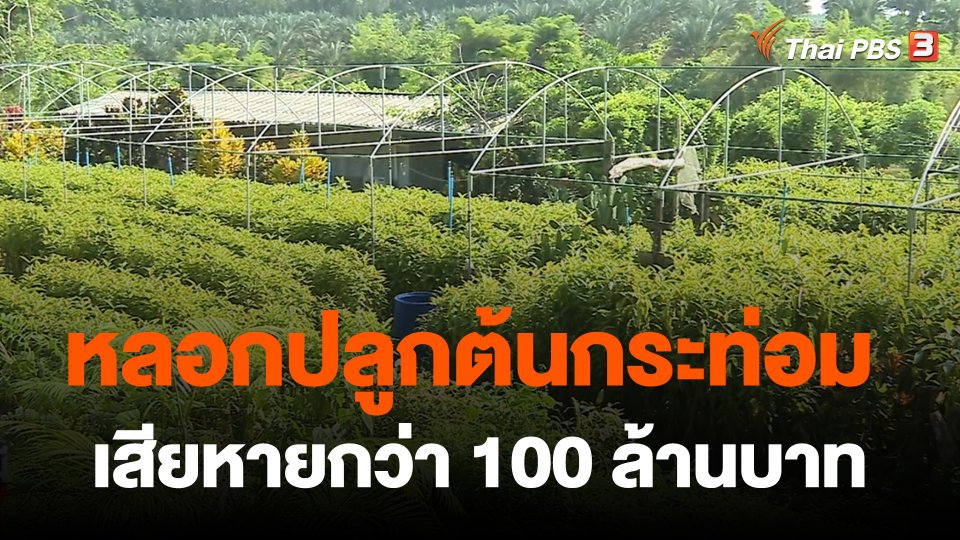 สถานีร้องเรียน : ร้องกองปราบปราม หลอกปลูกต้นกระท่อม เสียหายกว่า 100 ล้านบาท จ.ชุมพร