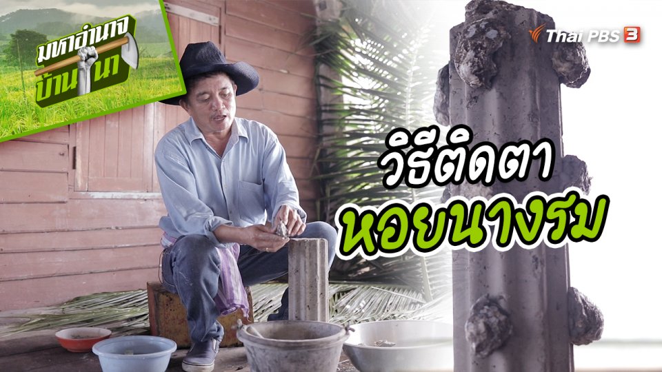 สูตรลับฉบับบ้านนา : วิธีติดตาหอยนางรม