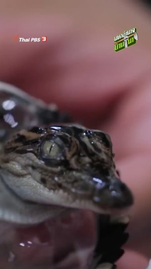 ช่วยจระเข้ออกจากไข่