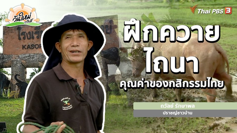 พอดีพอเพียง : ฝึกควายไถนา คุณค่าทางกสิกรรมไทย