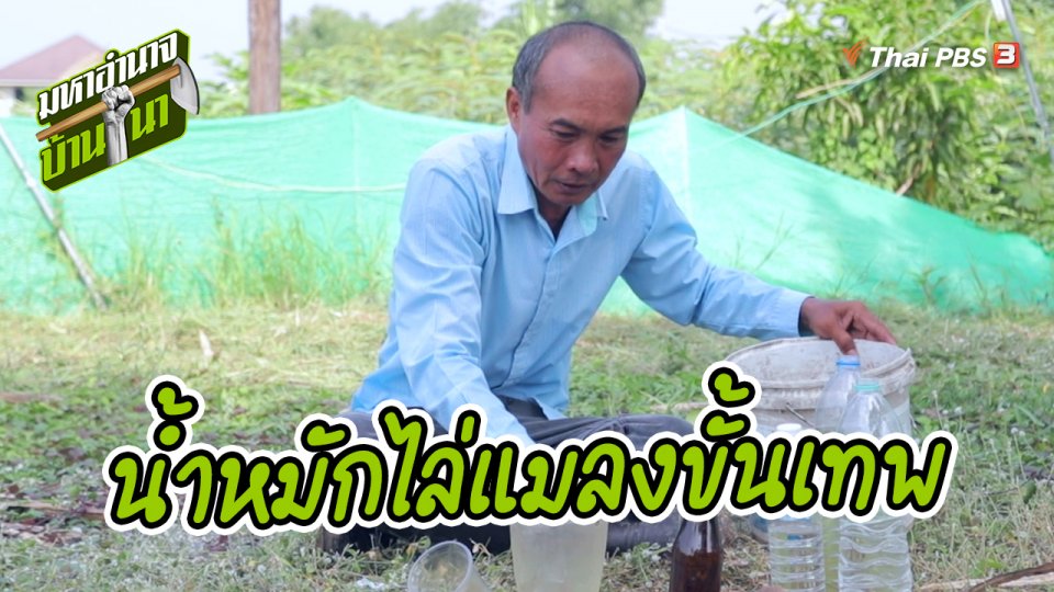 สูตรลับฉบับบ้านนา : น้ำหมักไล่แมลงขั้นเทพ