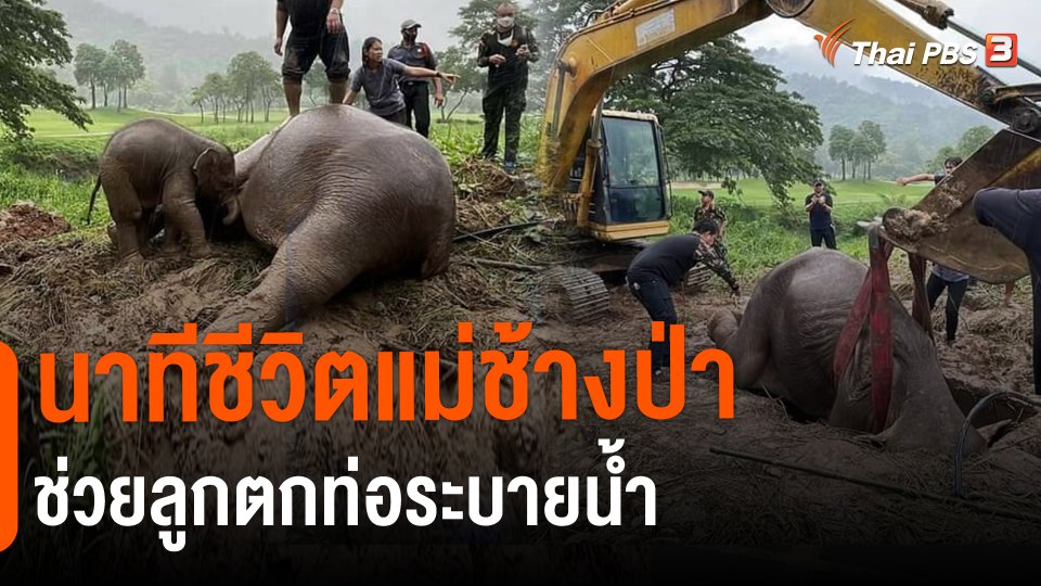 ​นาทีชีวิตแม่ช้างป่าช่วยลูกตกท่อระบายน้ำ