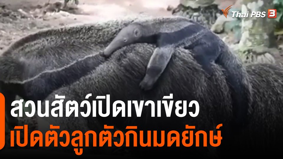 ​สวนสัตว์เปิดเขาเขียวเปิดตัวลูกตัวกินมดยักษ์