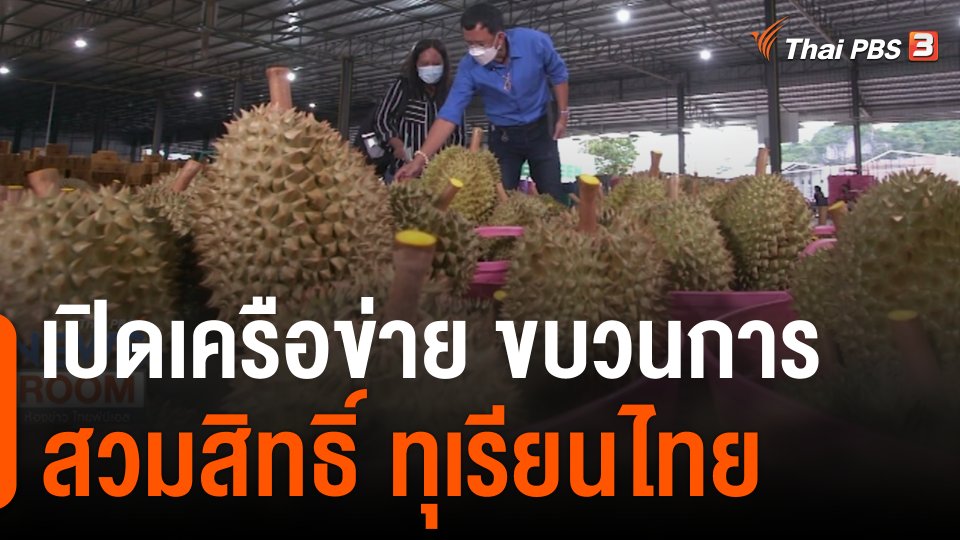 เปิดเครือข่าย "ขบวนการสวมสิทธิ์" ทุเรียนไทย