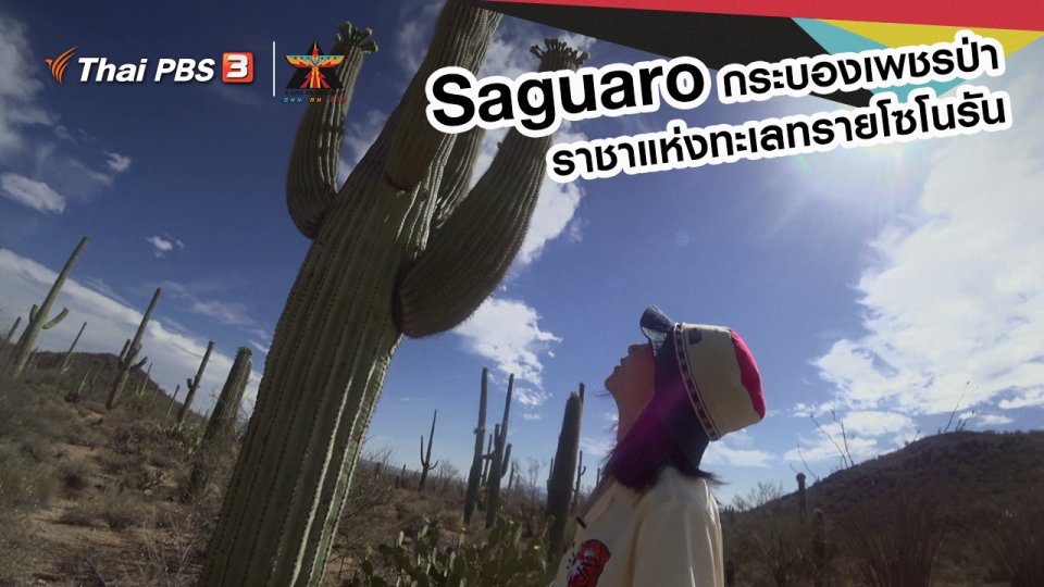 ​เรื่องเล่าการเดินทาง : ซาวาโร (Saguaro) กระบองเพชรป่า ราชาแห่งทะเลทรายโซโนรัน
