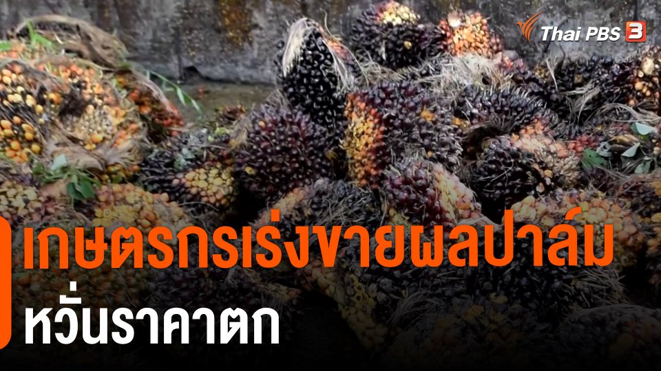 ​กิน อยู่ รู้ รอบ : เกษตรกรเร่งขายผลปาล์มหวั่นราคาตก
