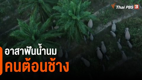 ​อาสาฟันน้ำนม คนต้อนช้าง