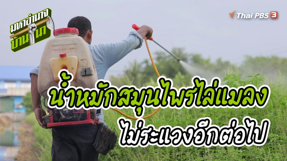 สูตรลับฉบับบ้านนา : น้ำหมักสมุนไพรไล่แมลงไม่ระแวงอีกต่อไป