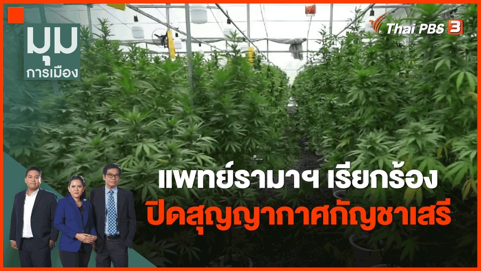 ​แพทย์รามาฯ เรียกร้องปิดสุญญากาศกัญชาเสรี