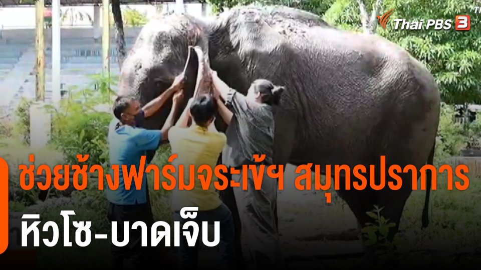 ช่วยช้างฟาร์มจระเข้ฯ สมุทรปราการ "หิวโซ-บาดเจ็บ"