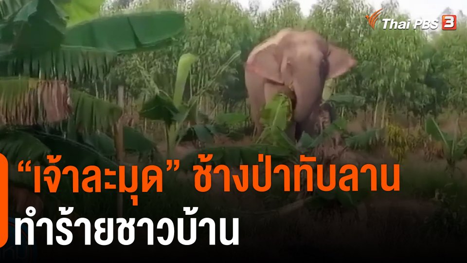 ​"เจ้าละมุด" ช้างป่าทับลานทำร้ายชาวบ้าน