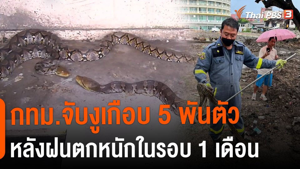 ​กทม.จับงูเกือบ 5 พันตัวหลังฝนตกหนักในรอบ 1 เดือน