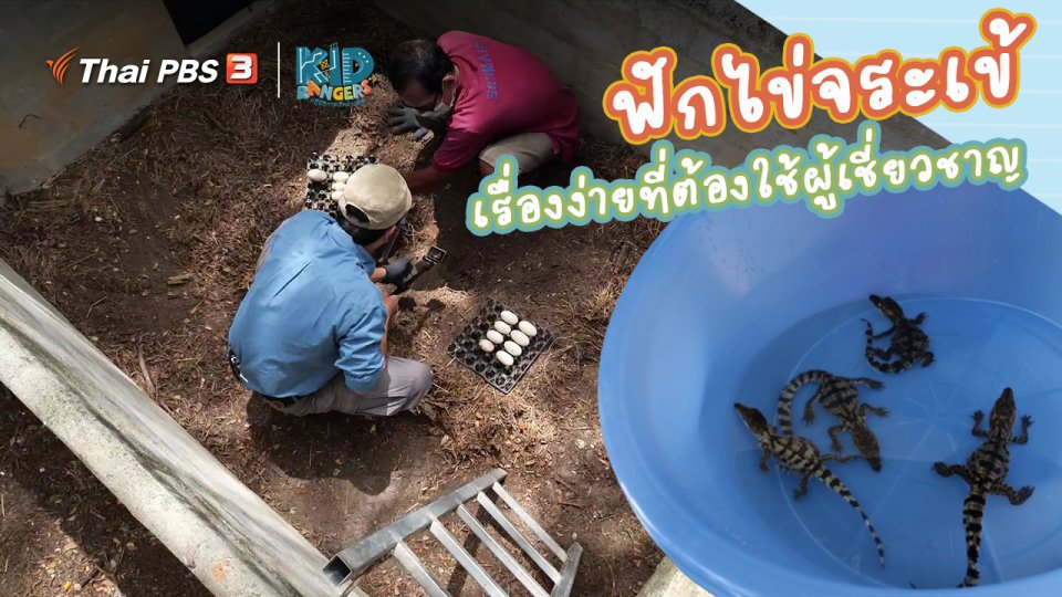 ​คิดส์เรียนรู้ : “ฟักไข่จระเข้” เรื่องง่ายที่ต้องใช้ผู้เชี่ยวชาญ