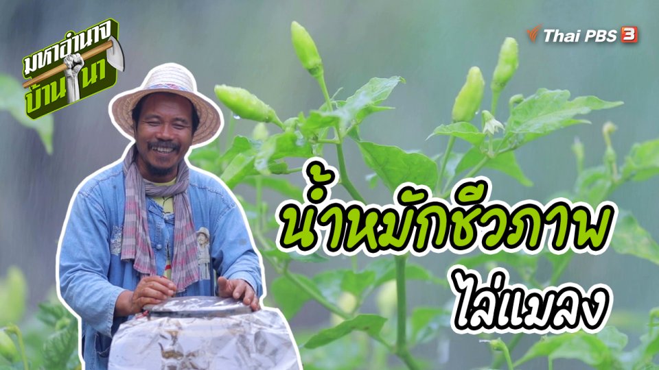 สูตรลับฉบับบ้านนา : น้ำหมักชีวภาพไล่แมลง