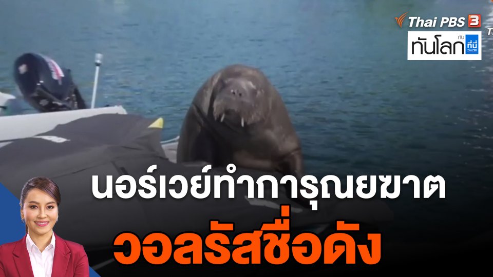 นอร์เวย์ทำการุณยฆาตวอลรัสชื่อดัง