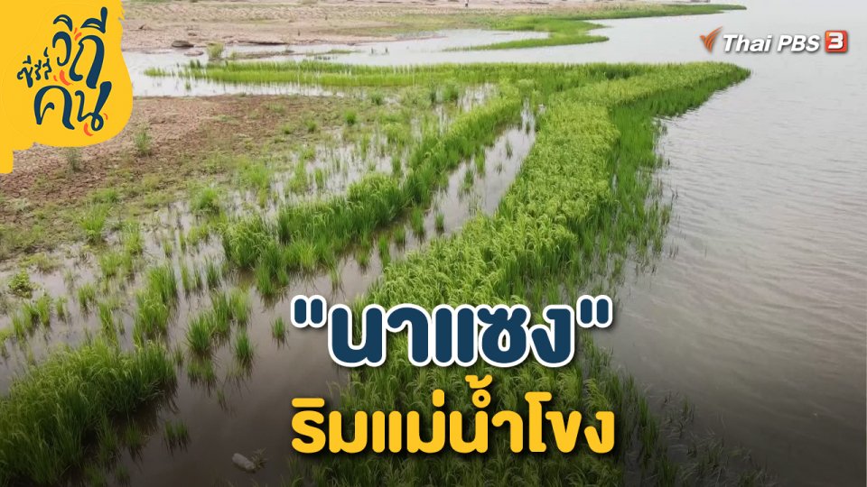 ​“นาแซง” ริมแม่น้ำโขง