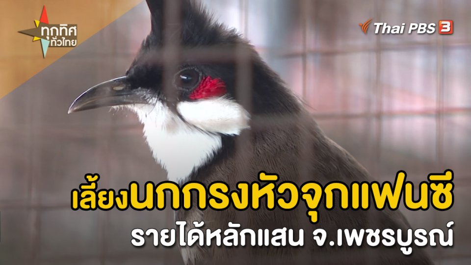 อาชีพทั่วไทย : เลี้ยงนกกรงหัวจุกแฟนซีรายได้หลักแสน จ.เพชรบูรณ์