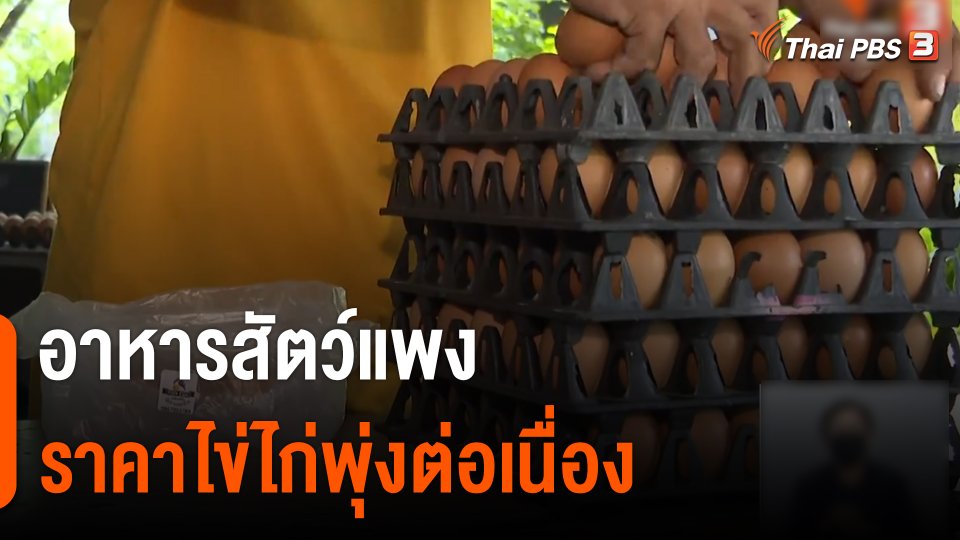 จับสัญญาณเศรษฐกิจ : อาหารสัตว์แพง - ราคาไข่ไก่พุ่งต่อเนื่อง
