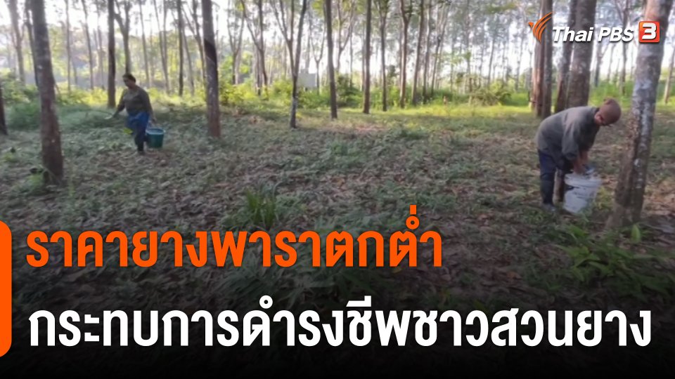กินอยู่รู้รอบ : ราคายางพาราตกต่ำ กระทบการดำรงชีพชาวสวนยาง