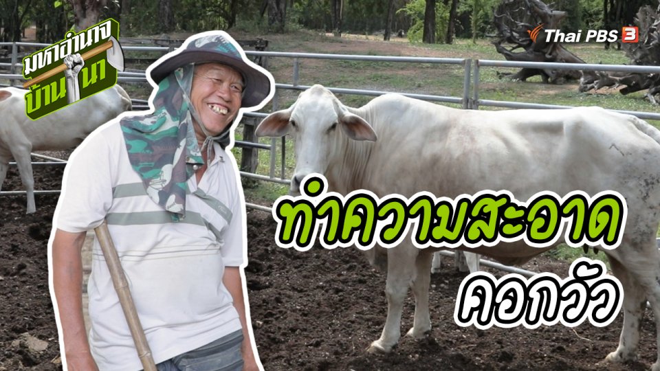 สูตรลับฉบับบ้านนา : การทำความสะอาดคอกวัว