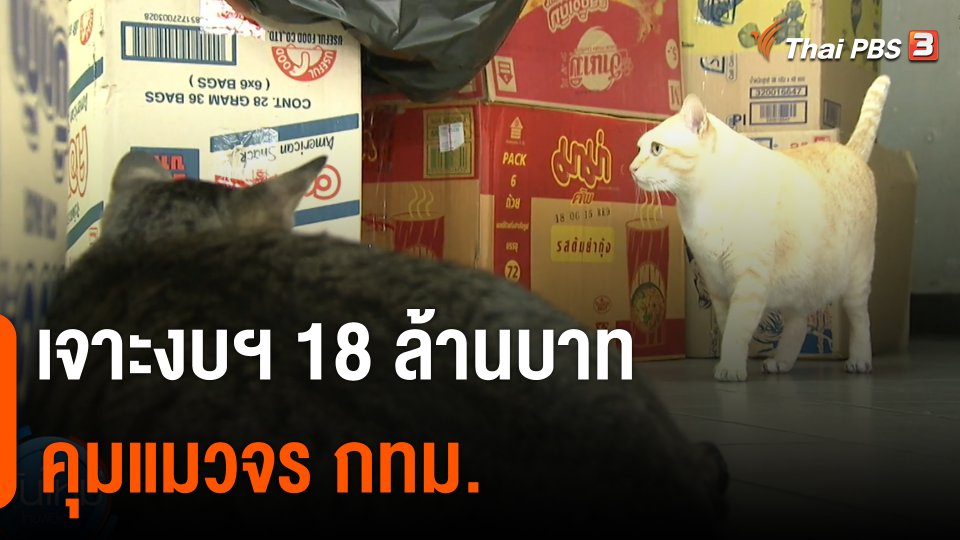 เจาะงบฯ 18 ล้านบาท คุมแมวจร กทม.