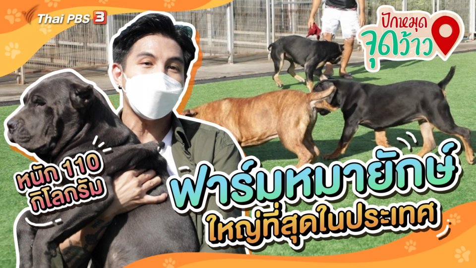 ปักหมุดจุดว้าว : ฟาร์มสุนัขพันธุ์ยักษ์ที่ใหญ่ที่สุดในประเทศไทย